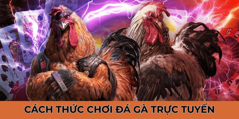 Tìm hiểu các tham gia đá gà đơn giản, dễ thực hiện dành cho tân binh