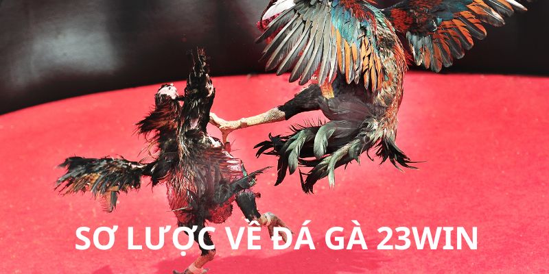 Đôi nét về đá gà 23Win