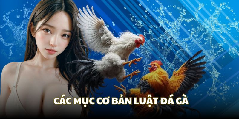 Những mục chính trong luật đá gà 