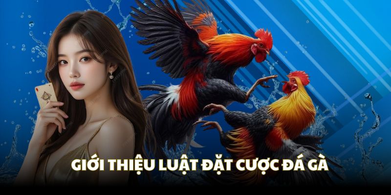 Quy tắc đặt cược trong luật đá gà 