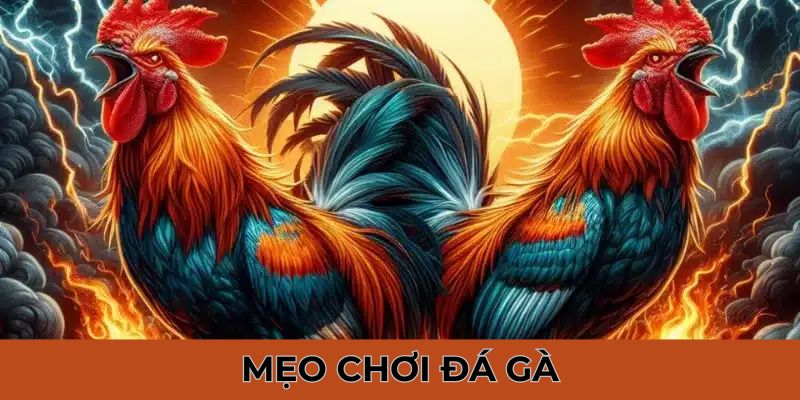 Mẹo chơi đá gà