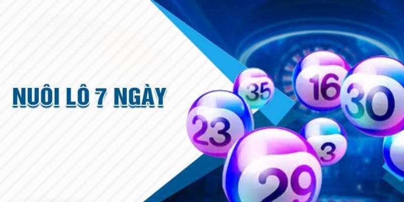 Nuôi Lô 7 Ngày